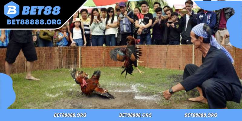Barehand cockfighting standards ensure fairness and trust