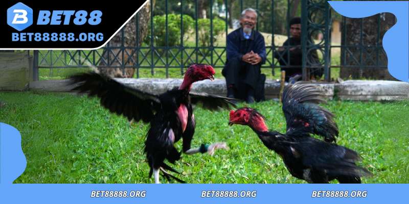 Ceremonial rituals enrich atmosphere and heritage