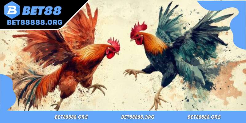 Comprehensive overview of how cockfighting matches progress