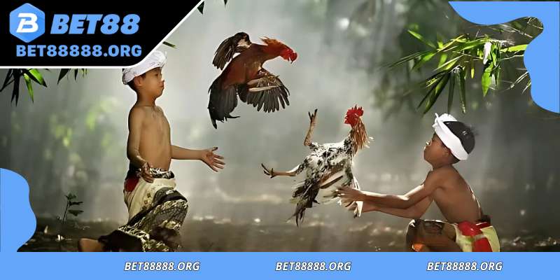Cultural legacy sustained through cross-border cockfighting traditions