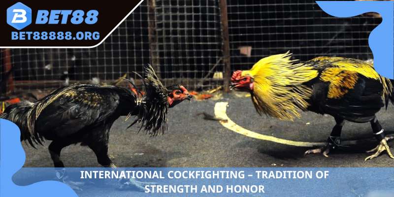 International cockfighting