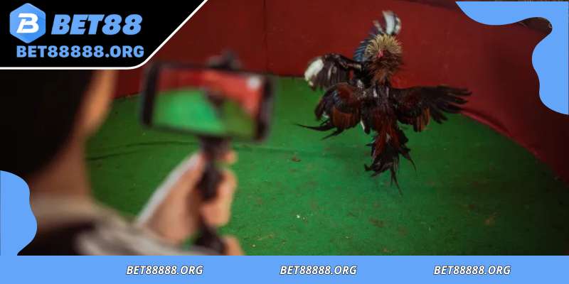 Key advantages of real money cockfighting games online