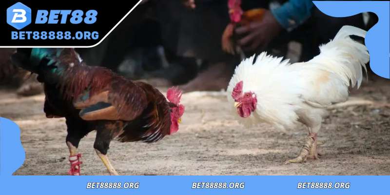 Knife cockfighting key defensive strategies