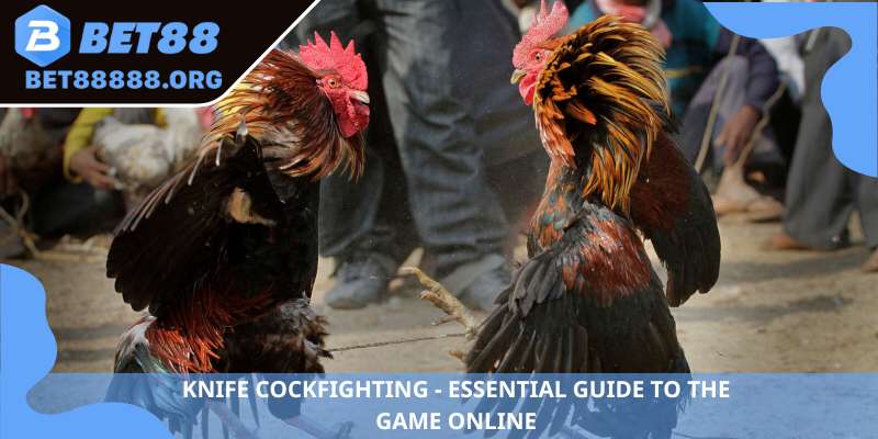 Knife cockfighting