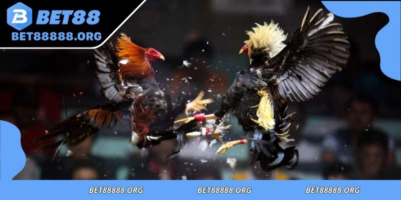 Main advantages of traditional cockfighting explained in detail