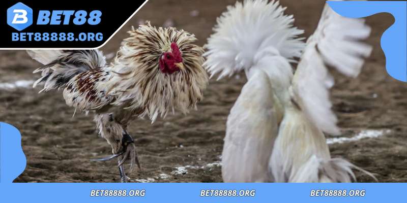 Regional rules defining fair cockfighting outcomes