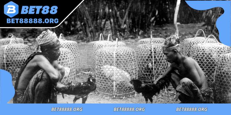 Rituals enhance tradition and respect in international cockfighting