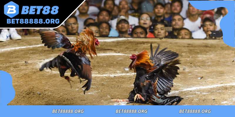 Tracing the origins and historical growth of sabong championship
