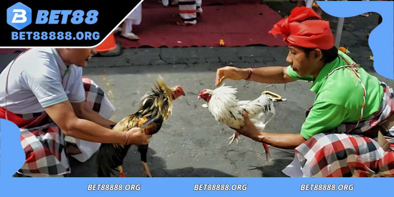 Traditional rituals shaping cockfighting’s cultural meaning