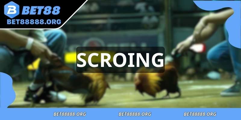 Understanding scoring and results in traditional cockfighting events