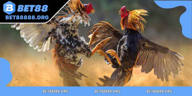 Unmatched intensity and lasting cultural bonds