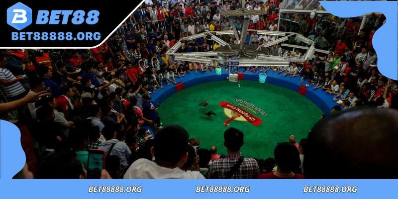 World sabong championship elimination match format and rules
