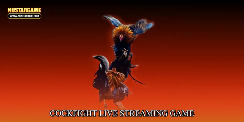 Cockfight live streaming game